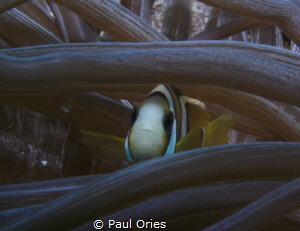 Clown fish in anemone by Paul Ories 